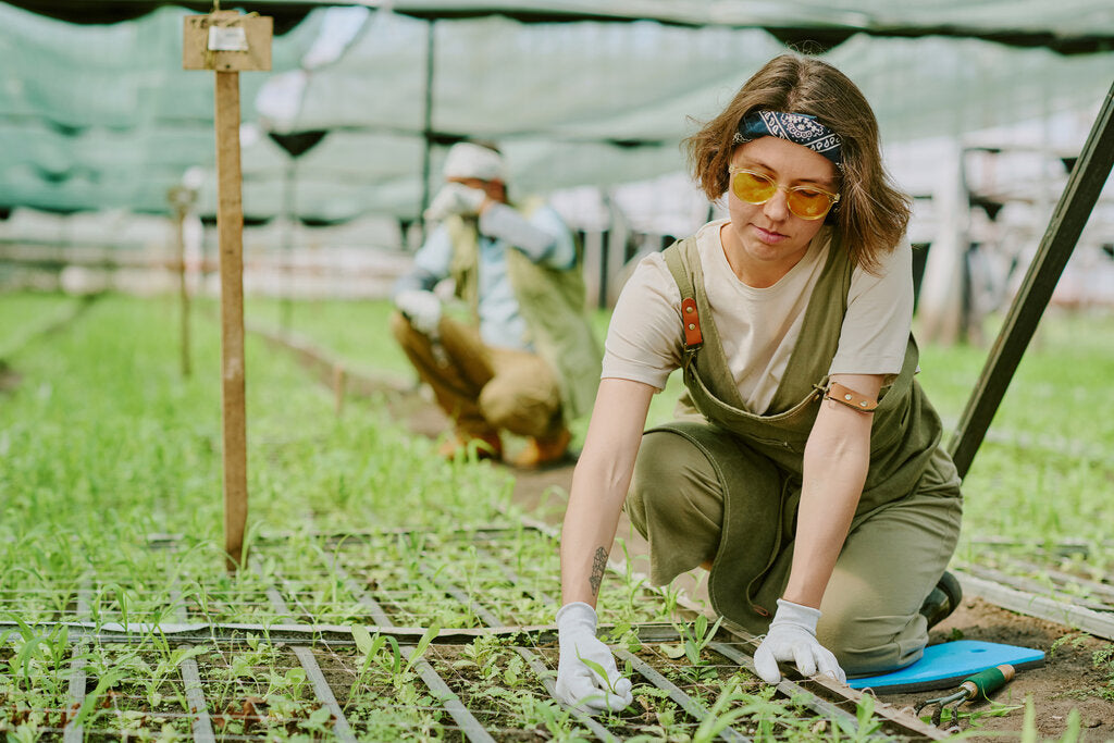 Workers tending to plants in a greenhouse while wearing UPF clothing, gloves, and sunglasses, highlighting the importance of sun protection for outdoor and agricultural jobs.